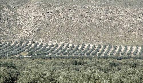 FAECA muestra su sorpresa ante el aforo de aceite anunciado por la Consejería este lunes en Jaén