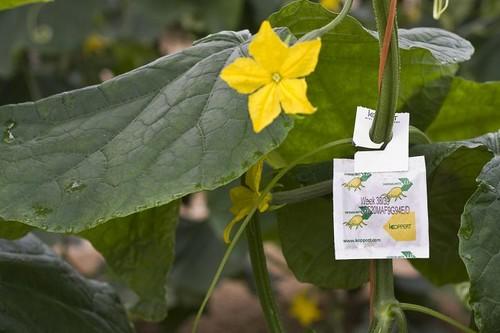 Koppert recomienda extremar el control de mosca blanca en hortícolas para evitar virus que merman la cosecha