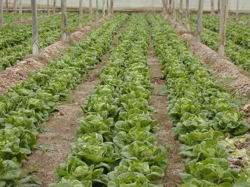 La Junta aprueba los requisitos que debe cumplir el cultivo de lechuga para identificarse como Producción Integrada