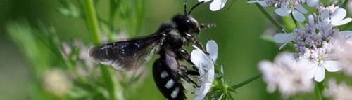 Syngenta presenta su eficaz equipo contra mosca blanca y trips