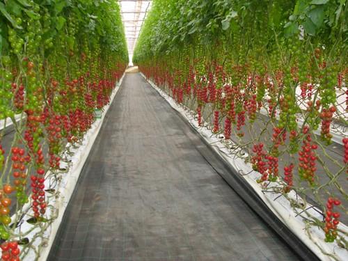 Marruecos introdujo tomate en la UE por debajo del precio mínimo entre el 23 y el 27 de octubre