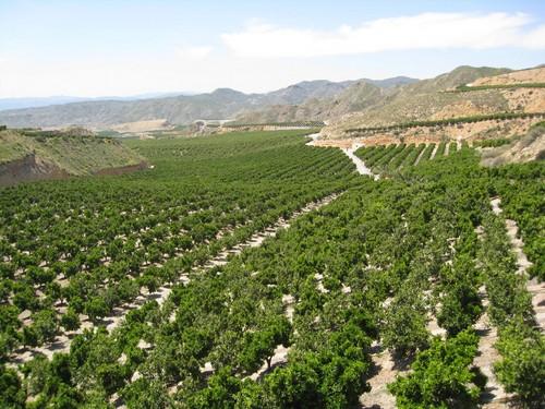 Italia compra el 39% de las naranjas que exporta Almería y Alemania más del 30% de los limones