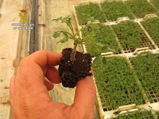 La Guardia Civil imputa a los responsables de un semillero por la multiplicación de productos vegetales patentados