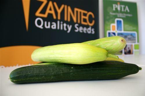Zayintec desarrolla en Almería la nueva variedad de pepino blanco que triunfa en la distribución holandesa