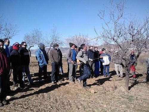 La Junta de Andalucía celebra en Tíjola una jornada técnica sobre el cultivo del almendro
