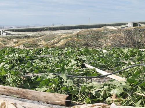 El Ayuntamiento de El Ejido eleva a 90 las hectáreas de invernadero “completamente derrumbadas”
