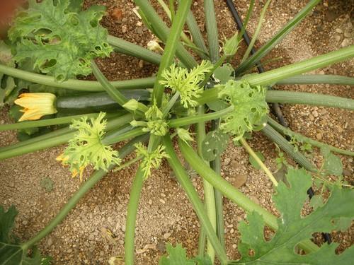 La Junta celebra en La Mojonera una jornada técnica sobre el Tomato leaf curl New Delhi virus en cultivos hortícolas protegidos