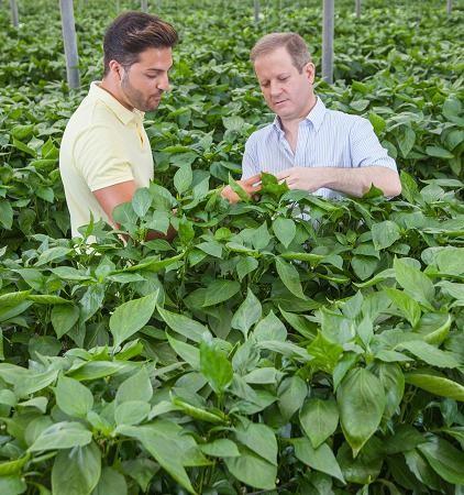 NatuGro, el protocolo de Koppert para cosechar con residuo cero, amplía sus herramientas contra las enfermedades causadas por hongos y bacterias