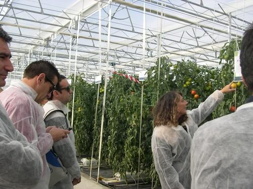 “Elio, de Sipcam Iberia, contribuye eficazmente al control de oídio en tomate”