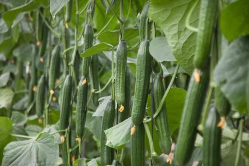Más de 300 agricultores conocen las características de Tesoro F1*, nueva variedad de pepino largo de Nunhems