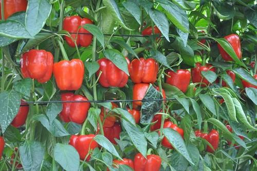 Top Seeds organiza unas jornadas de puertas abiertas para presentar sus nuevas variedades de pimiento California rojo: Arnon y Arrod