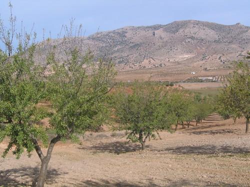 La provincia recibe apenas 10 millones de los casi 700 en ayudas directas de la PAC pagados por la Junta