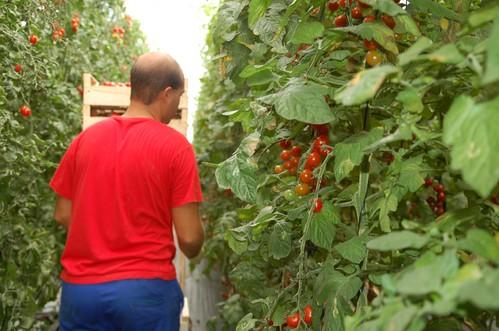 La renta agraria en términos corrientes experimenta un aumento del 7,7% en la primera estimación para 2013