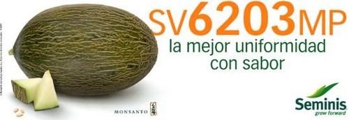 Seminis presenta los excelentes resultados de su melón piel de sapo SV6203MP