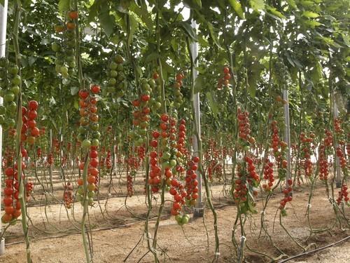 La Navidad comienza con precios aceptables para los productos hortofrutícolas almerienses