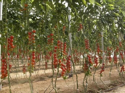 La Navidad comienza con precios aceptables para los productos hortofrutícolas almerienses