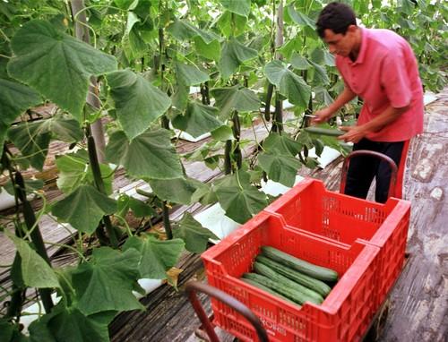 Almería cierra 2013 con un récord histórico de trabajadores del sector agrario afiliados a la Seguridad Social