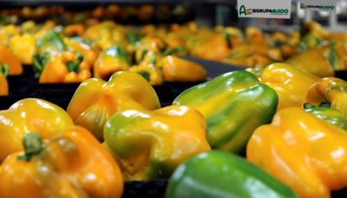 Los mejores sabores de Almería para conquistar Madrid desde el cielo
