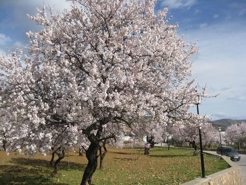 Almería incrementa un 40% el valor de las exportaciones de almendra entre enero y noviembre de 2013