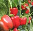 Consiguen patrones resistentes a las plagas del suelo para el cultivo de pimiento en invernadero