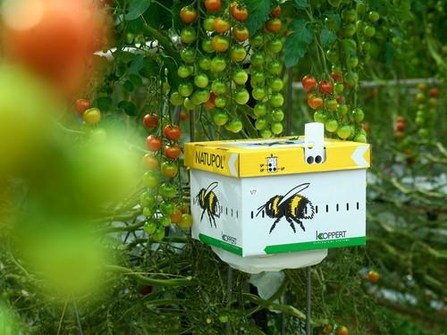 El sistema de polinización natural Natupol de Koppert cumple 25 años