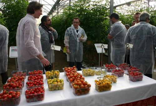 Syngenta apuesta fuerte por el segmento de tomate para snack con variedades con intenso sabor y vivos colores
