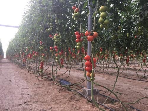 El IVIA organiza un curso sobre Horticultura Ecológica del 6 al 10 de noviembre