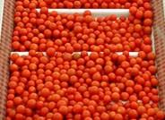 Biosabor desembarca en Biofach