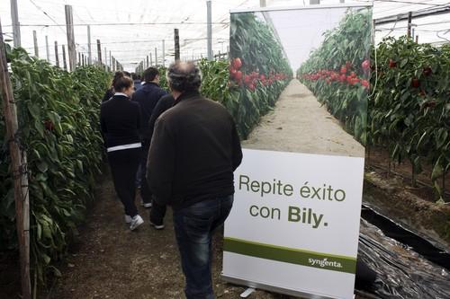 Syngenta muestra los buenos resultados de sus variedades de California Bily, Galena, Güainos y Gallega