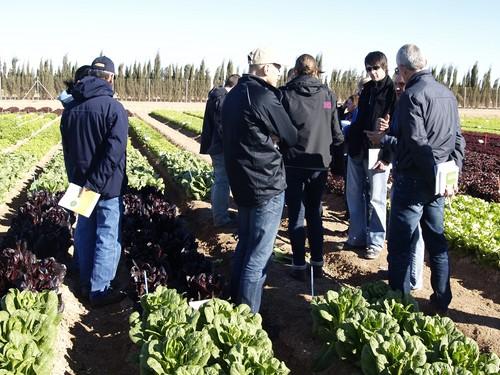 Rijk Zwaan presenta sus novedades en cultivos de invierno al aire libre en sus jornadas de puertas abiertas en la finca ‘La Marina’, en Cartagena