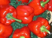Los pimientos California rojo y verde mejoran su cotización de hace siete días y superan el euro el kilo
