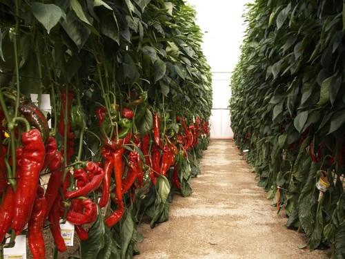 El valor de las exportaciones de frutas y hortalizas españolas aumentó un 11 por ciento en 2013