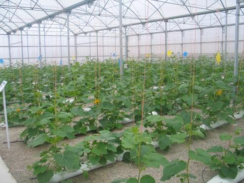 El calabacín sigue cotizando por debajo de los costes de producción
