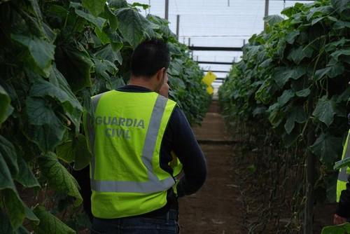 La Guardia Civil detiene  a dos personas por la sustracción de medio centenar de cabillas en una explotación agrícola