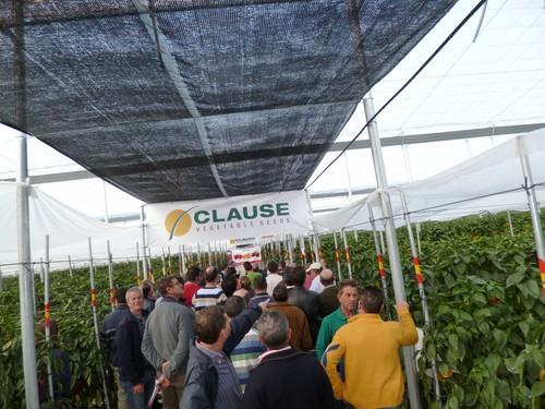 Más de 600 profesionales del sector conocen las novedades de Clause en pimiento California tardío