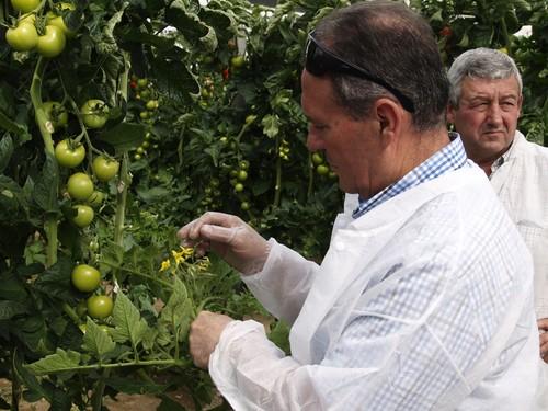 Syngenta muestra el enorme potencial de Valkirias en tomate ramo y Kantaka en pepino holandés