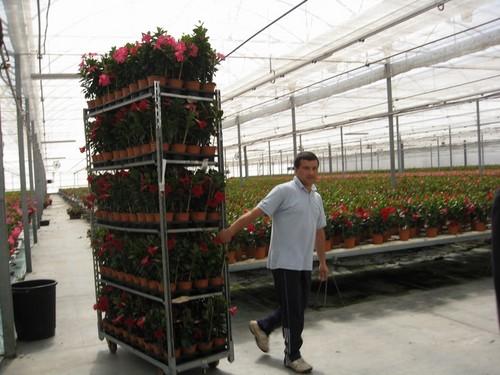 Almería incrementa un 53% el valor de la exportación de plantas vivas y flor cortada en 2013