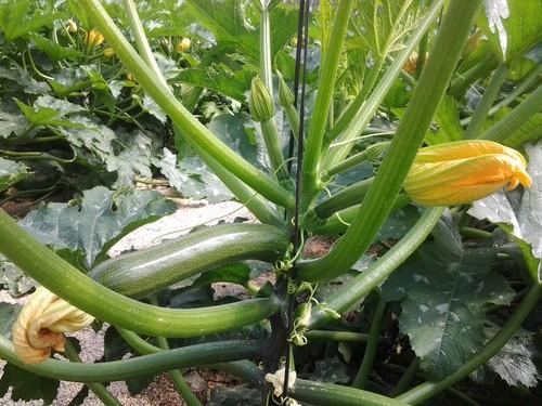 El precio del calabacín se multiplicó por ocho del campo a la mesa en febrero