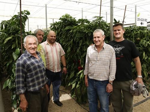 Rijk Zwaan muestra a agricultores y técnicos su nuevo pimiento lamuyo para trasplantes tardíos