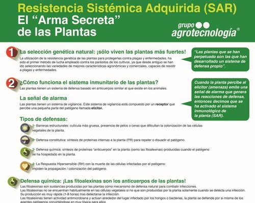 Las vacunas vegetales refuerzan el sistema inmunitario de las plantas