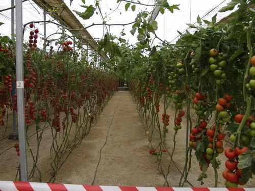 La Red de Alerta e Información Fitosanitaria de la Junta de Andalucía advierte de la alta existencia de mosca blanca en plantas pequeñas de tomate de El Ejido