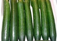 El pepino registra un ligero descenso en el inicio del mes de marzo