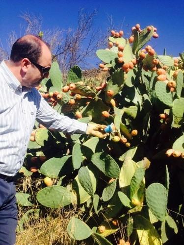 Almería cultiva 370 hectáreas de frutos minoritarios como chumbos, ciruelos, higos y albaricoques