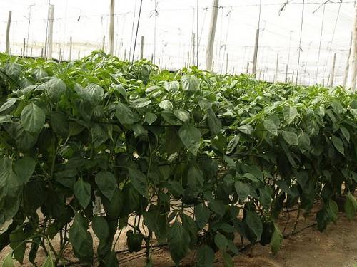 La UE rechaza en frontera una partida de pimiento turco con 18 veces más formetanate del permitido