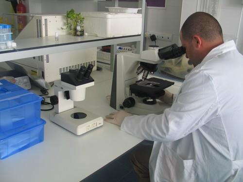 IFAPA genera el primer mapa genético de referencia de la haba que permitirá obtener nuevas variedades de esta leguminosa