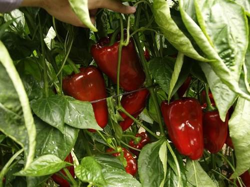 Los productores de pimiento turco reinciden y envían a la UE una partida con casi 21 veces más acaricida del permitido