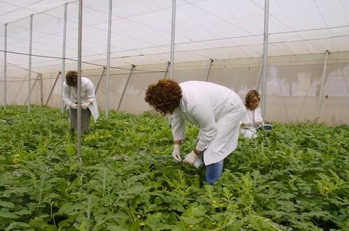 La Junta celebra en el IFAPA de La Mojonera una jornada sobre avances técnicos en horticultura ecológica bajo plástico