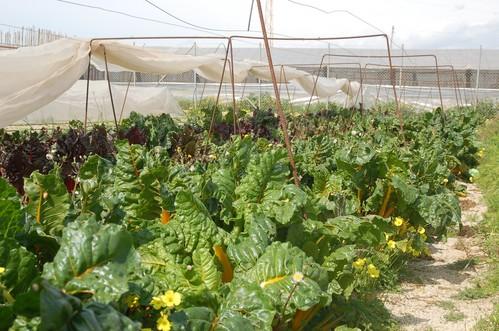 Más del 35% de los españoles incluye productos ecológicos en su cesta de la compra