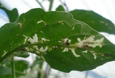 Crece la presencia de Tuta absoluta en los cultivos de tomate de primavera