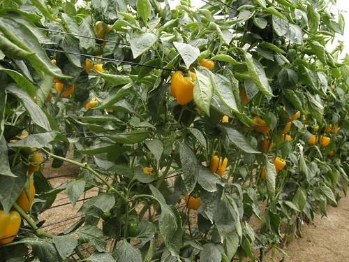 La RAIF alerta de niveles medios de trips en cultivos de pimiento de El Ejido y La Mojonera y de niveles elevados en Roquetas de Mar